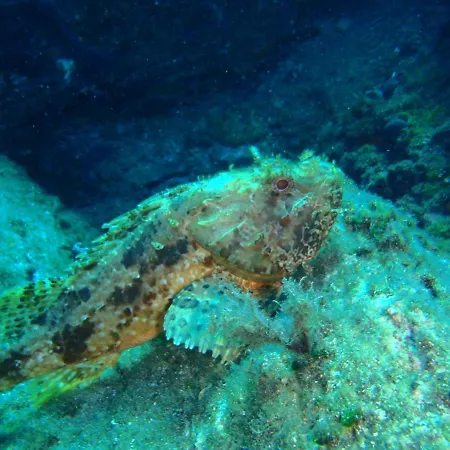 Διαμέρισμα With Aegean Views Αχλαδερή
